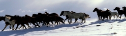 horses4a